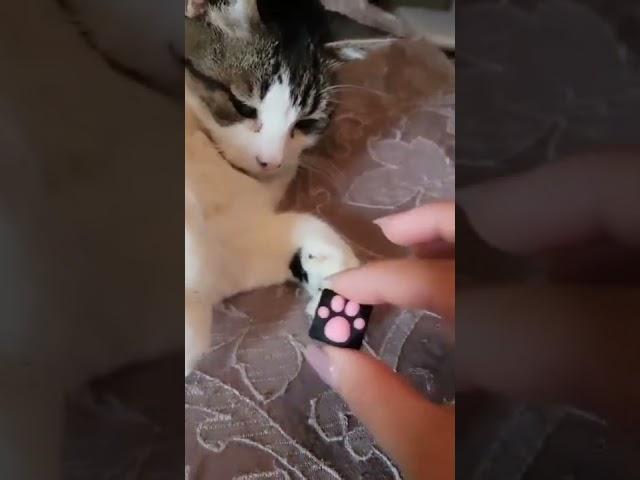 Took my cats paw as a keycap!?  #shorts #catpawkeycaps #viral