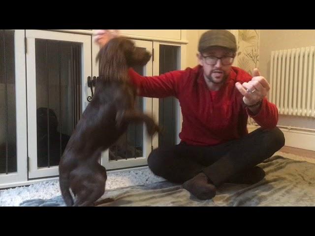 Clicker training a puppy or older dog - video 2; how to start