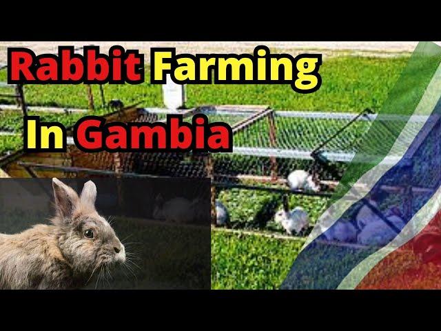 From China to Rabbit Farming: A Journey of Passion and Success!