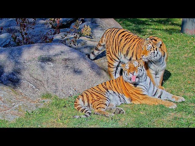 Top 10 Unique/Funny Tiger Moments