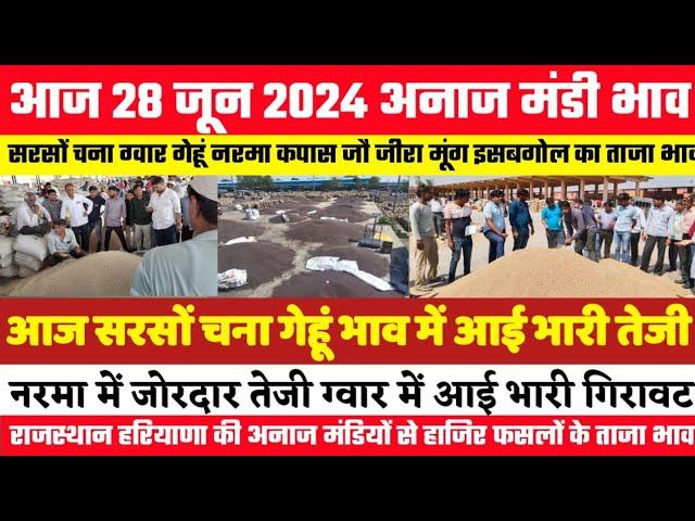 अनाज मंडी भाव| 28 जून 2024 सरसों चना गेहूं नरमा में आई भारी तेजी| ग्वार में गिरावट| Anaj Mandi Bhav,