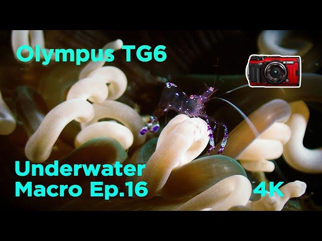 Olympus TG6 Macro水中微距錄影 + Cinematic Color Grading /EP 16