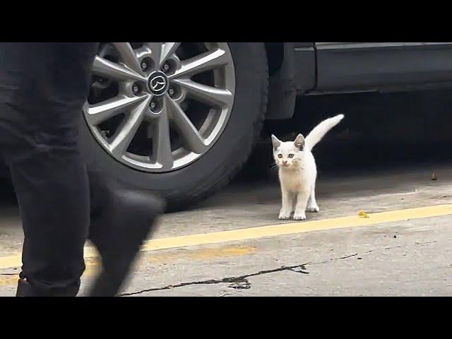 A Little Cat Living Under Cars Dreams of Finding a Home