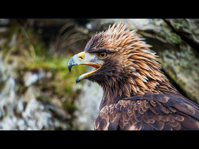 The Brutal Mountains and Wildlife of Wild Great Britain | Our World