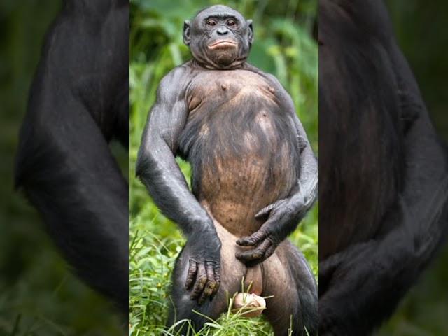 BONOBO Si Hewan Paling Tidak Setia #ruangfakta #fakta #shortsfeed #shortvideo #shorts #bonobo