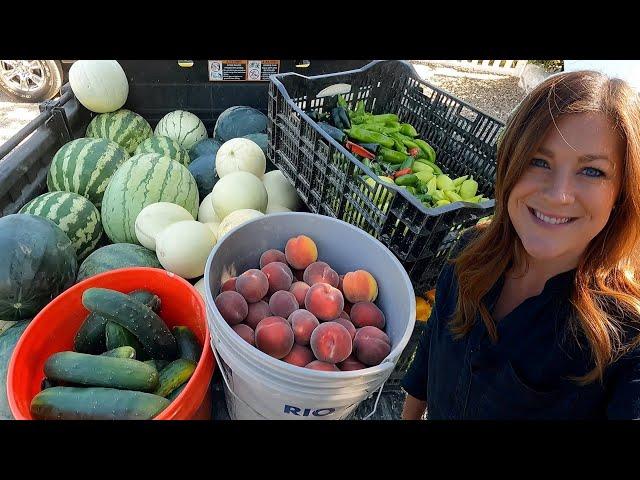 Big Late Summer Harvest!  // Garden Answer