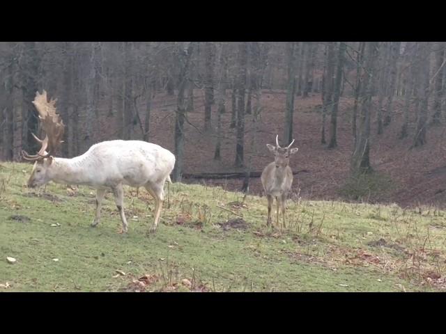 Faszination Weißer Hirsch, Albino Hirsch