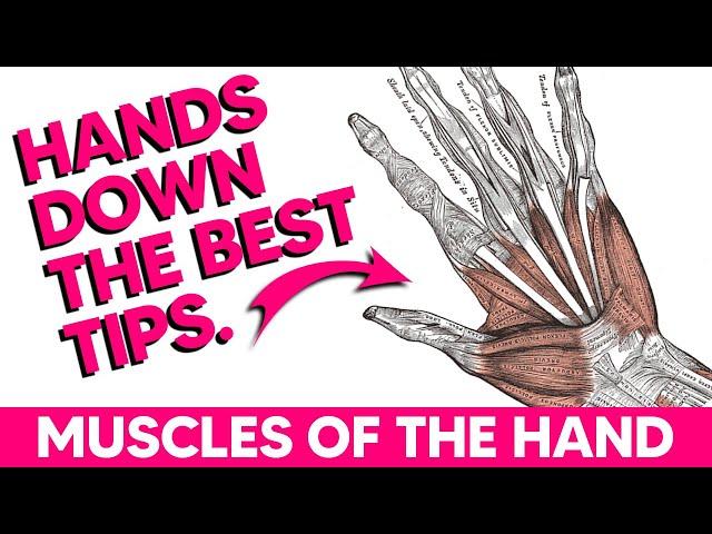 Hand Muscles│Anatomy Tips, Tricks and Mnemonics