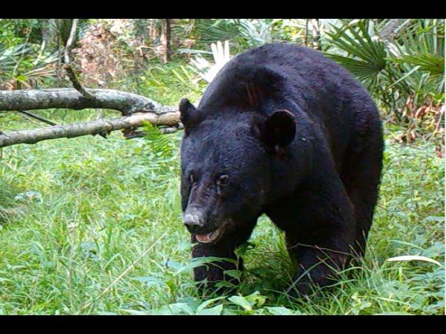 Trail Cam Video 2024, South Louisiana Public Land Swamp;  How Many Bears Are Too Many??