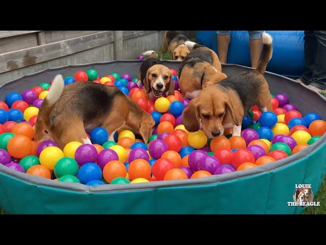 TOP 10 Funniest Beagle Dog Parties You Have to See!