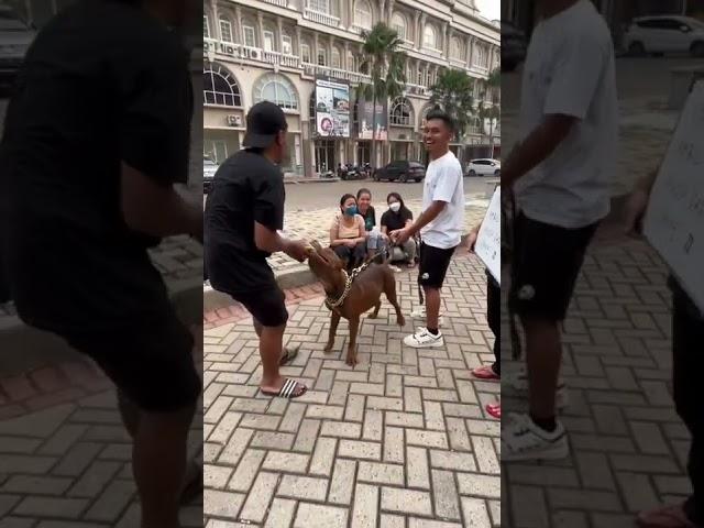 ANJING PITBULL GIGIT GAK MAU LEPAS ‼️