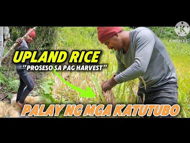 UPLAND RICE PAANO MAG HARVEST ANG MGA KATUTUBO DITO SA BUNDOK #pugongbyahero #pbteamdavao #katutubo