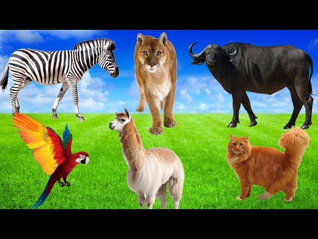 Amazing Animal Sounds In Nature - Lion, Zebra, Buffalo, Duckling, Chick's, Llama, - Wild Animals.