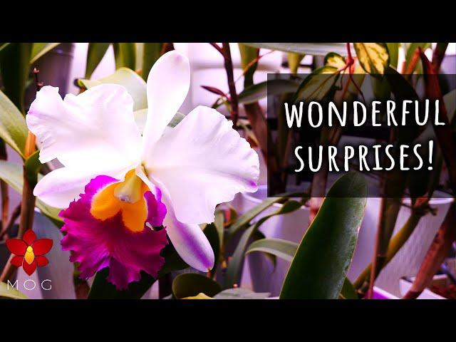 Some wonderful Orchid blooms and buds! (multiple languages finally available!)