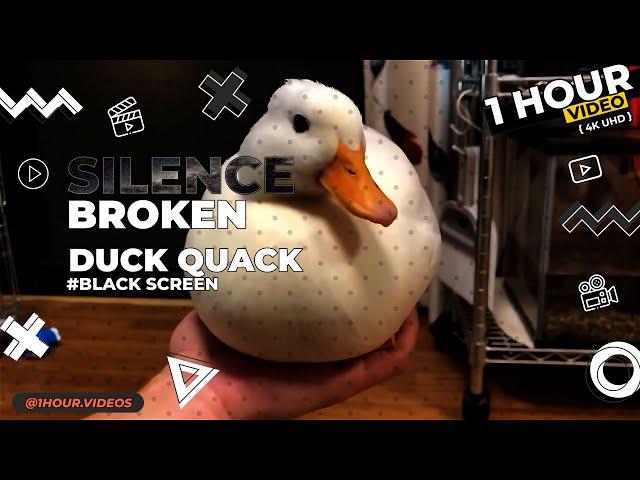 Duck Quack - 1 Hour - 4k - Black Screen - Silence Broken