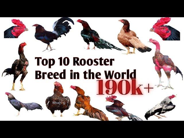 Top 10 Rooster breeds in world