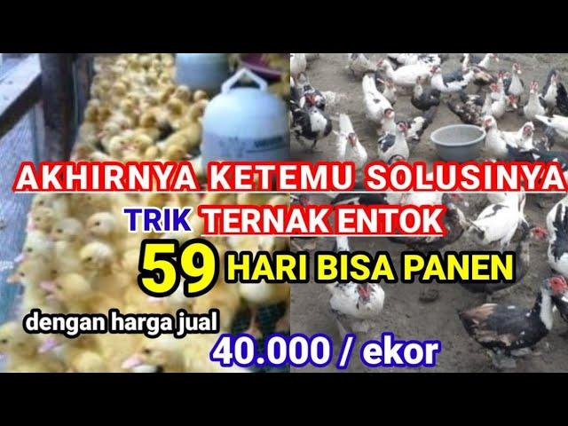 TRIK HEBAT !! TERNAK ENTOK 59 HARI PANEN DENGAN HARGA  40.000 PER EKOR