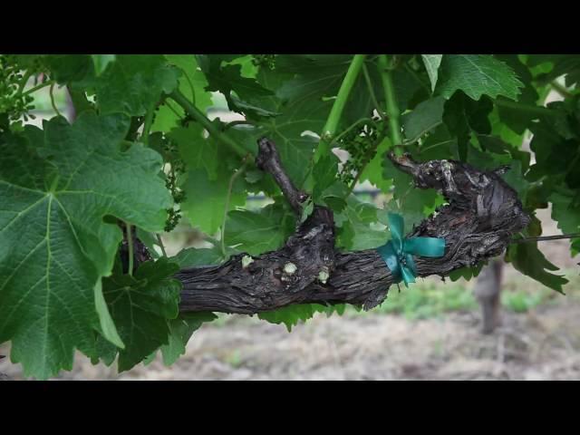 Spring Vineyard Shoot Thinning for Grapevine Canopy Management