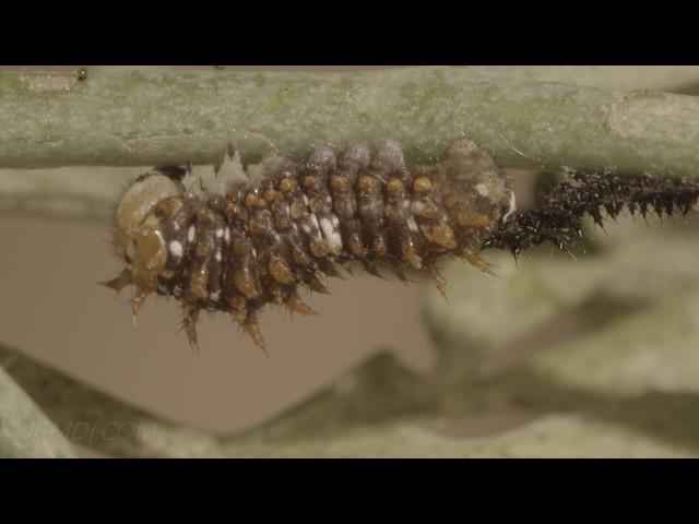 Swallowtail butterfly caterpillar metamorphosis demo reel 2 V22302