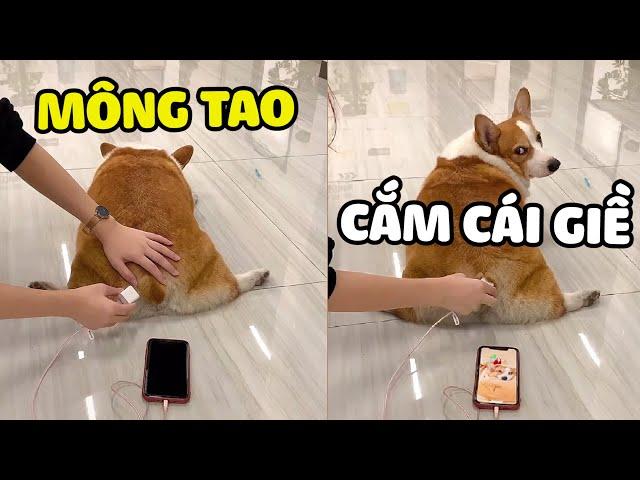 SẠC PIN BẰNG MÔNG - CÔNG DỤNG MỚI CỦA BOSS| Yêu Lu Official