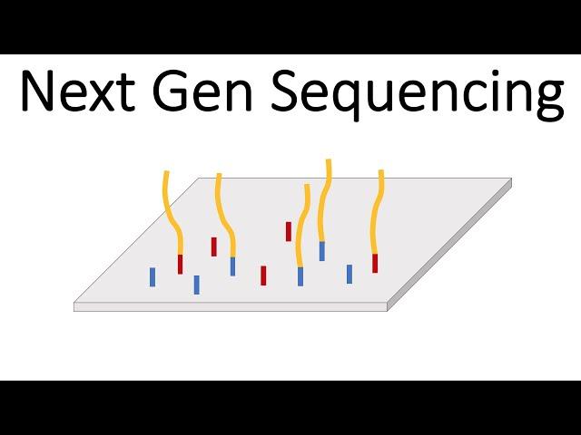 Next Generation Sequencing (Illumina) - An Introduction