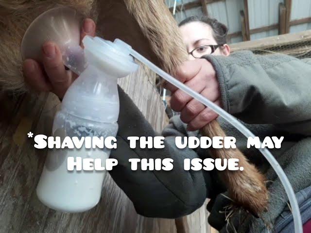 How To Use a HUMAN Breast Pump to Milk a Goat, Step by Step