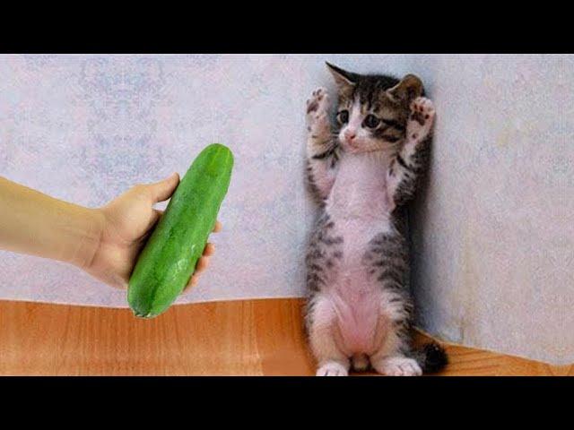 New Funny Animal Videos 2024  Funniest Cats and Dogs  Part 16  Pets Awesome