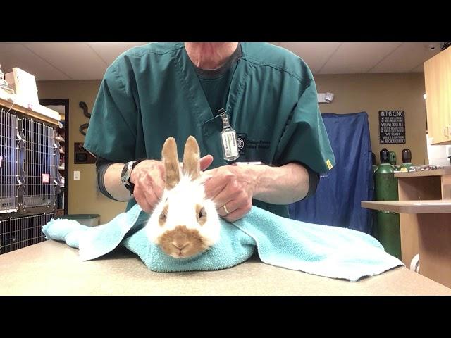 Bunny Burrito Demonstration