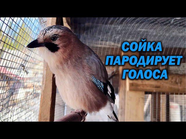 СОЙКА ПАРОДИРУЕТ ГОЛОСА (ГАВКАЕТ И РАЗГОВАРИВАЕТ)