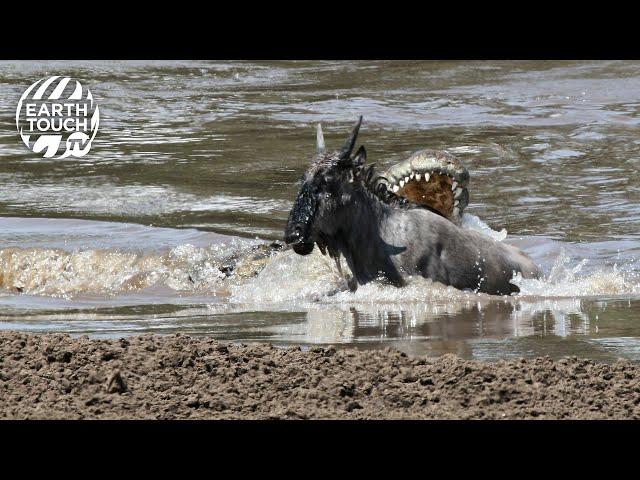 Wildebeest vs crocodile vs hippo