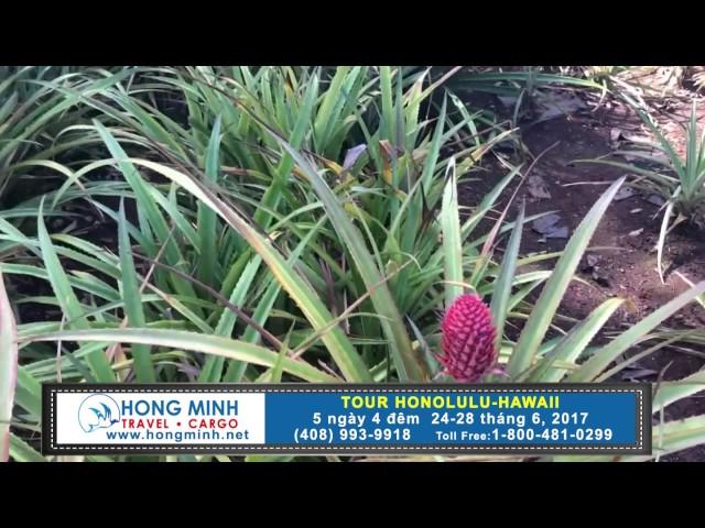 Hong Minh Travel Tour Honolulu Hawaii