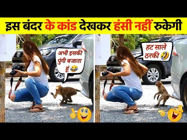 इस बंदर के कांड देखकर हंसी नहीं रुकेगी । animal funny compilation । monkey funny