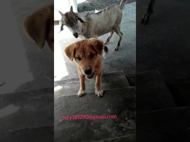 ANEH ANJING DAN KAMBING KOK BISA YAA.