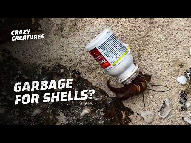 Hermit Crabs Are Replacing Their Shells With Garbage