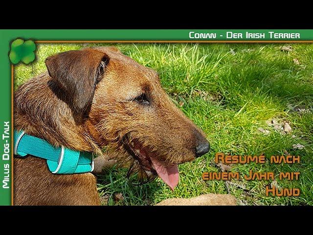 Résumé nach einem Jahr mit einem Irish Terrier