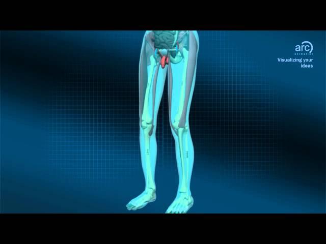 Medical Animation - Human Body