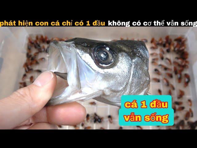 Phát Hiện Cón Cá Có Một đầu không có thân thể vẫn sống nhăn răng || review giải trí