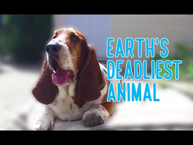 earth's deadliest animal: basset hound