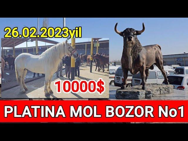 PLATINA OT BOZOR. Toshkent viloyati Bo'stonliq tumani Otlar biyalar toylar narxlari tanishing 10000$