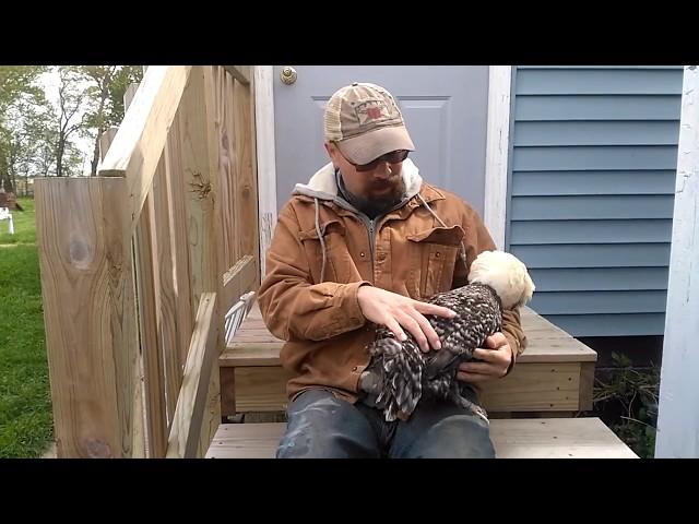 Feather Trimming Polish Chickens