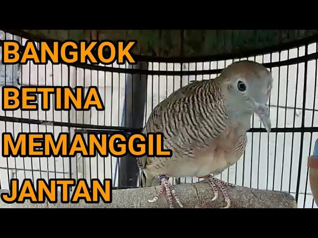 Suara Perkutut Bangkok Betina Memanggil Jantan Seketika Nyaut Gacor