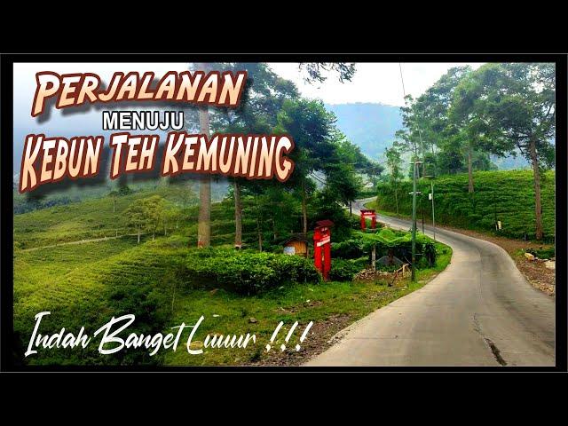 INDAHNYA !!! PERJALANAN MENUJU KEBUN TEH KEMUNING, Ngargoyoso, Karanganyar, Jawa Tengah