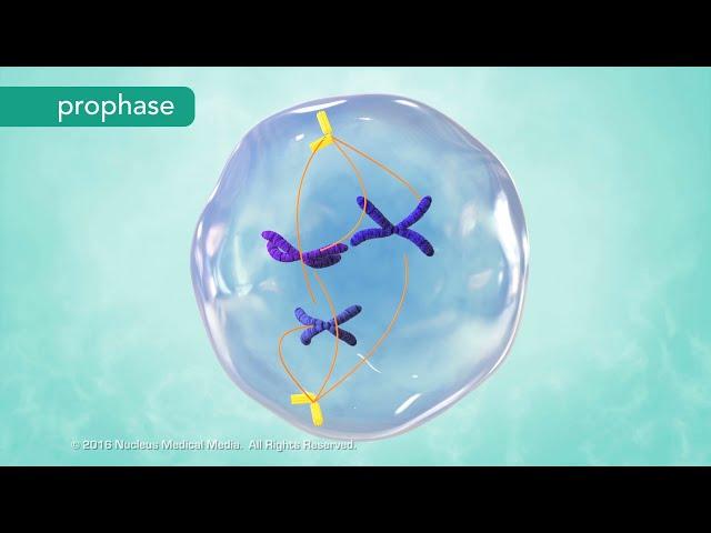 M Phase of the Cell Cycle