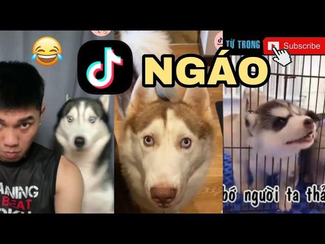 TỔNG HỢP CLIP TIKTOK NGÁO (HUSKY,ALASKA) HÀI HƯỚC | FUNNY DOG VIDEOS