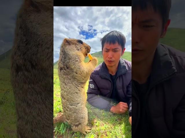 Cute Wild animal bobak marmot or prairie dog eating cookies yummy 68