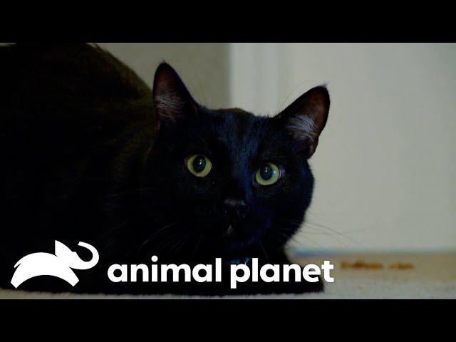 Can Meeko The Peeing Cat Save Himself From Being Rehomed? | My Cat From Hell | Animal Planet