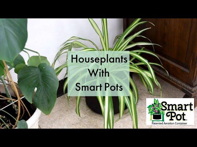 Houseplants With Smart Pots