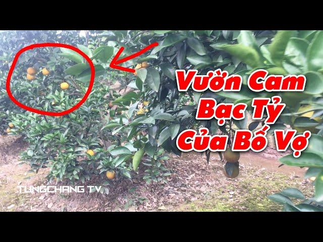 Vườn Cam Vinh BẠC TỶ Của Bố Vợ | TungChang TV