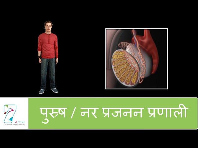 पुस्र्ष / नर प्रजनन प्रणाली | The Male Reproductive System | Hindi