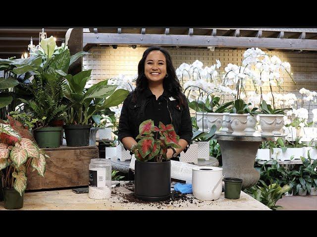 How to Repot Your Plants with Nika Davis